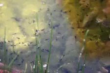 IMG_0002.webp IMG_0002.webp