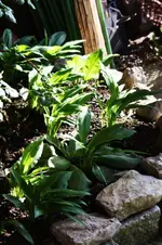 IMG_0003 (2).webp