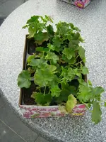 Pelargonien.webp