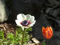 Fotos 001.webp