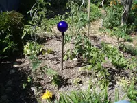 Tomaten.webp