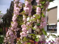 Mandelblüte1.webp