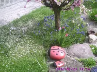 Baumscheibe.webp