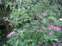 Herzchen3.webp