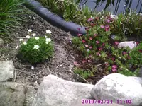 Steinbrech.webp