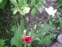 Tulpen1.webp