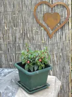 Fuchsie.webp