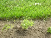 Rispenspiere Grefsheim.webp