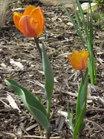 Tulpen.webp