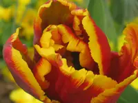 009.webp
