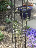 Clematis.webp