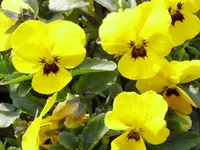 Hornveilchen.webp