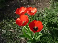 Tulpe1.webp