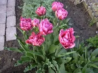 29-04-2010 027.webp