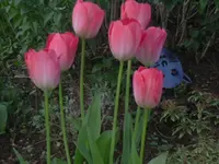 29-04-2010 038.webp