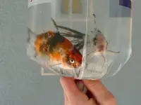 fischi1.webp