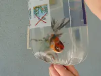 fischi2.webp