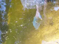 fischi6.webp