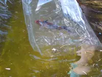 fischi7.webp