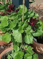 dunkelrote Geranie.webp