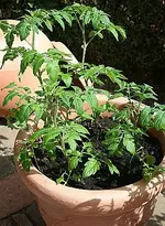 Eiertomaten.webp