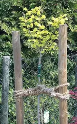 Hochstamm Goldulme.webp