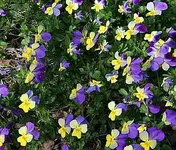 Hornveilchen.webp