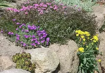 Steinmauer Hangbeet2.webp
