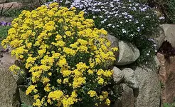Steinmauer Hangbeet.webp