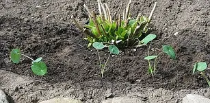 vorgezogene Kapuzinerkresse im Beet.webp