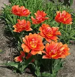 orange2904.webp