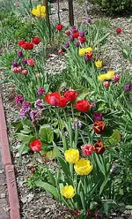 Tulpen Einfahrt3.webp