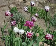 von weiß bis lila2904.webp