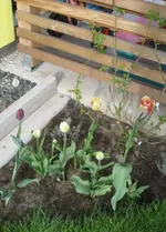 rotgelbvorher1.webp