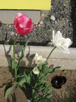 rotgelbnachher2.webp