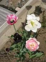 rotgelbnachher.webp