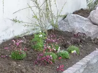 Dicentra etc..webp