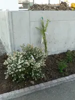 Duftblüte.webp