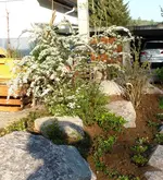 spirea1.webp