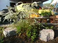 Spirea.webp