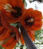 Kaiserkrone.webp