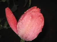 Verzweigte rosa Tulpe.webp
