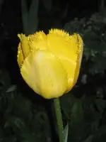 Gelbe Tulpe ohne Rahmen.webp