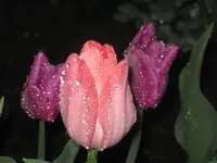 Rosa und lila Tulpen.webp