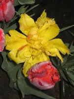 Rote uind gelbe Tulpen.webp