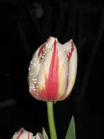 Rot-weiße Tulpe1.webp