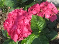 001.webp