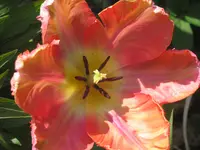 005.webp