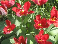 008.webp