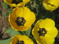 013.webp
